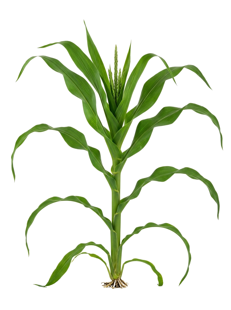 Crop with nutrient absorption