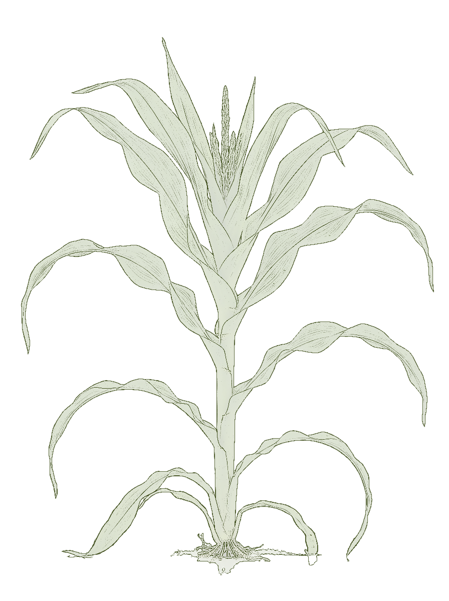 Crop before fertilization